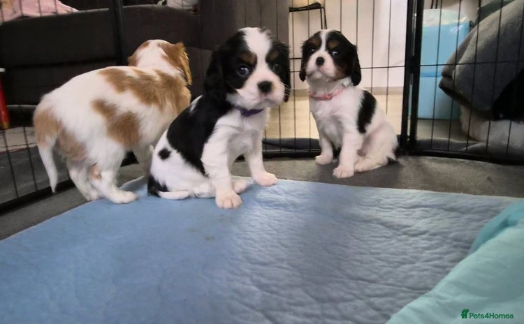 Cavalier King Charles Spaniel dogs - Advert 6