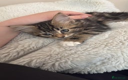 Mixed Breed cats for sale: Lovely 6 month old kitten looking for a new home - Image 5