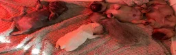 French Bulldog dogs for sale: Lilac/cream,platinum & fawn frenchie puppies - Advert 8