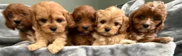 Cavapoo dogs for sale: HOUSE TRAINED EXTENSIVELY HEALTH TESTED CAVAPOOS  - Advert 4
