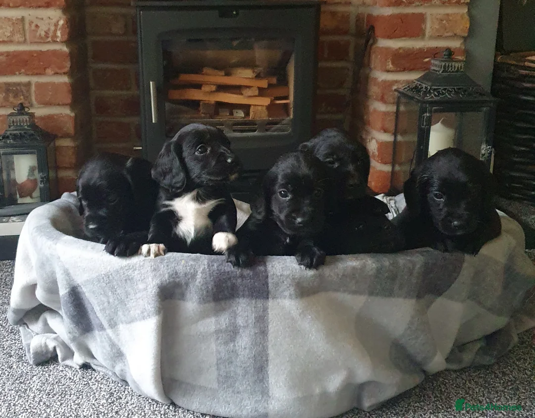 Cockerdor dogs for sale: COCKERDOR  PUPPIES - Advert 2