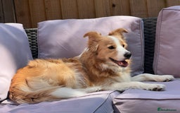 Border Collie dogs for sale: DUE 1st August Border collie Puppies - Image 1