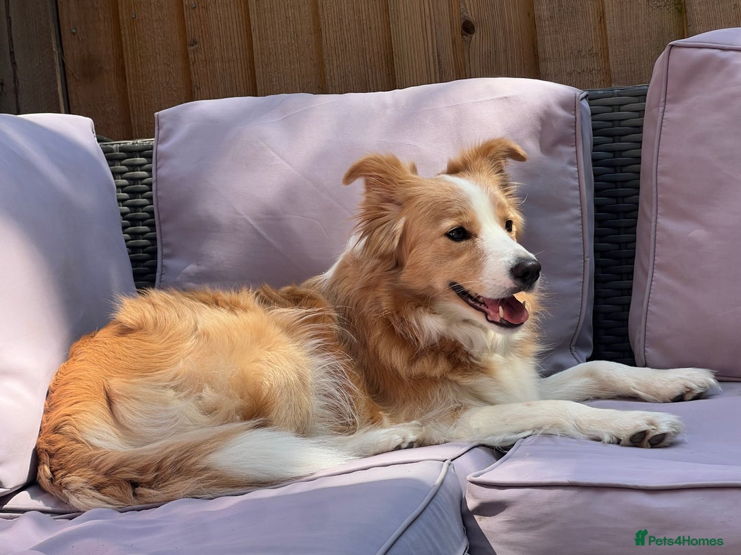 Border Collie dogs for sale: DUE 1st August Border collie Puppies - Image 1