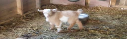 Goats livestock for sale: Lovely pygmy goats 🐐  - Advert 12