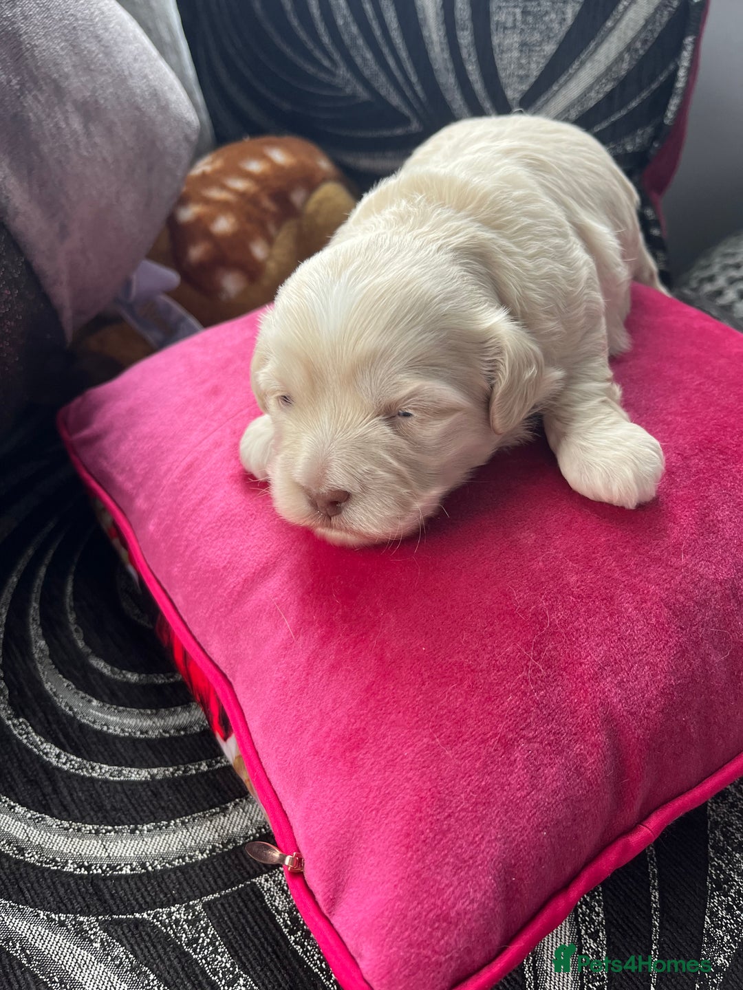 Mixed Breed dogs for sale: Amazing Shweenie girl - Advert 10