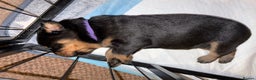 Rottweiler dogs for sale: KC Rottweiler puppies  - Advert 22