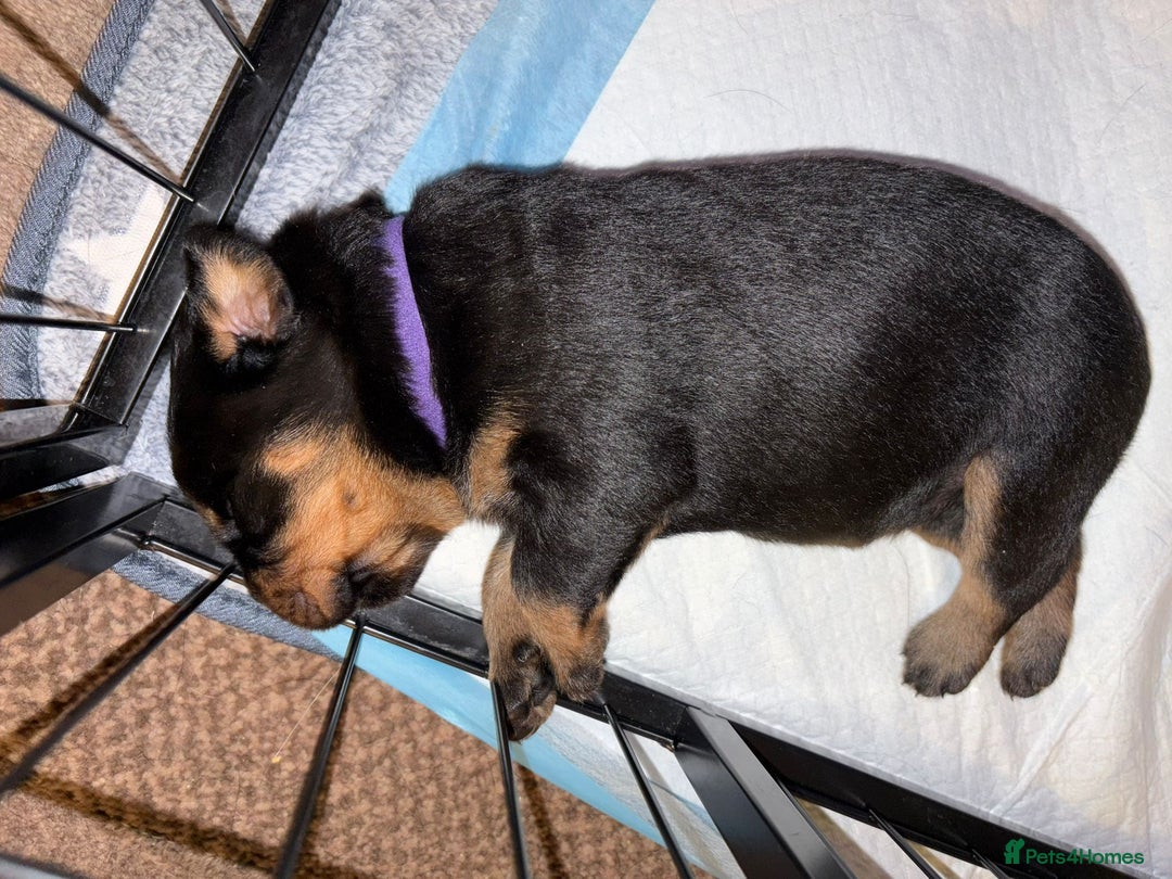 Rottweiler dogs for sale: KC Rottweiler puppies  - Advert 22