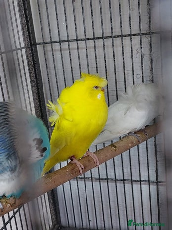 Budgerigars birds - Advert 2