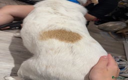 Mixed Breed dogs for sale: Lab X girl for urgent rehoming - Image 2
