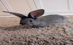 Continental Giant rabbits for sale: Beautiful continental giants bunnies - Image 2
