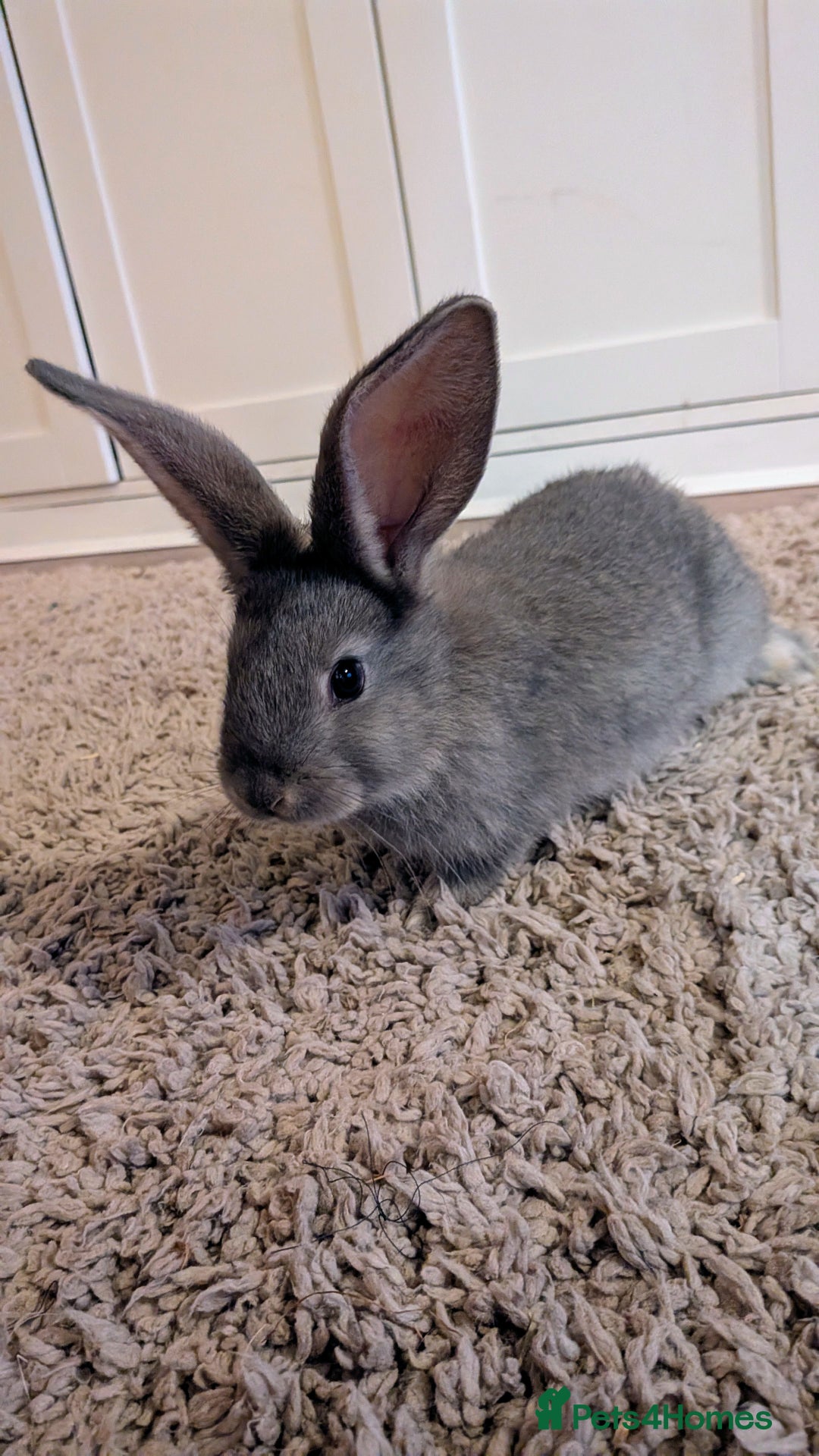 Continental Giant rabbits for sale: Beautiful continental giants bunnies - Image 2