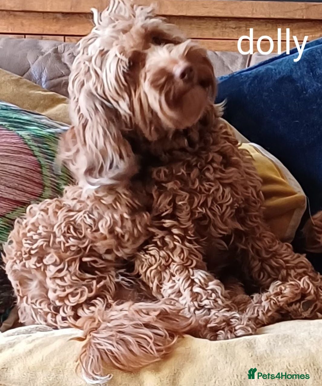Cockapoo dogs DNA clear fox red F1b Cockapoos - Advert 2