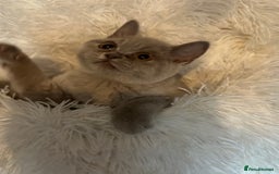 British Shorthair cats for sale: Beautiful lilac BSH Kittens awaiting homes - Image 6