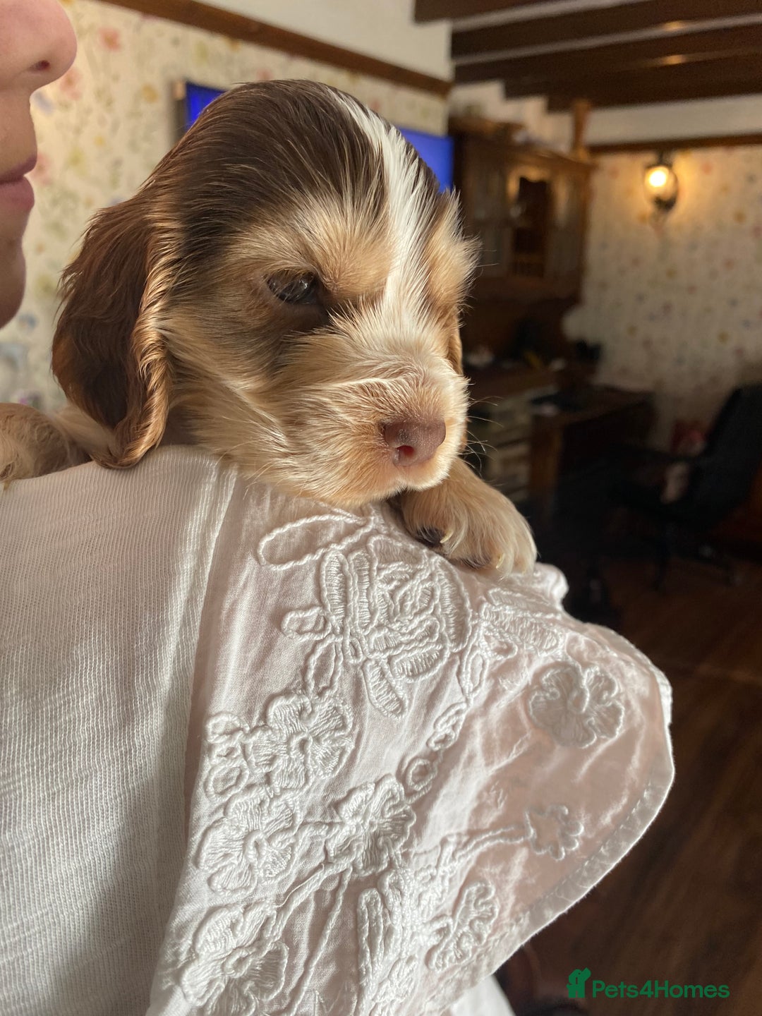 Cocker Spaniel dogs for sale: Mrs Lenton - Image 6