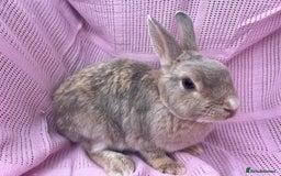 Rex rabbits for sale: Adult and babies  - Image 6