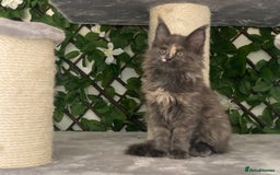 Maine Coon cats for sale: Tica DNA negative Maine Coon kittens  in Fordingbridge - Image 21