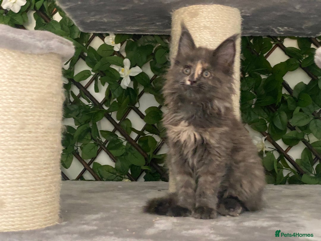 Maine Coon cats for sale: Tica DNA negative Maine Coon kittens  in Fordingbridge - Image 21