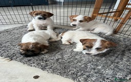 Jack Russell dogs for sale: 3 Beautiful Jack Russel Puppies  - Image 1