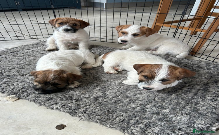 Jack Russell dogs - Advert 2