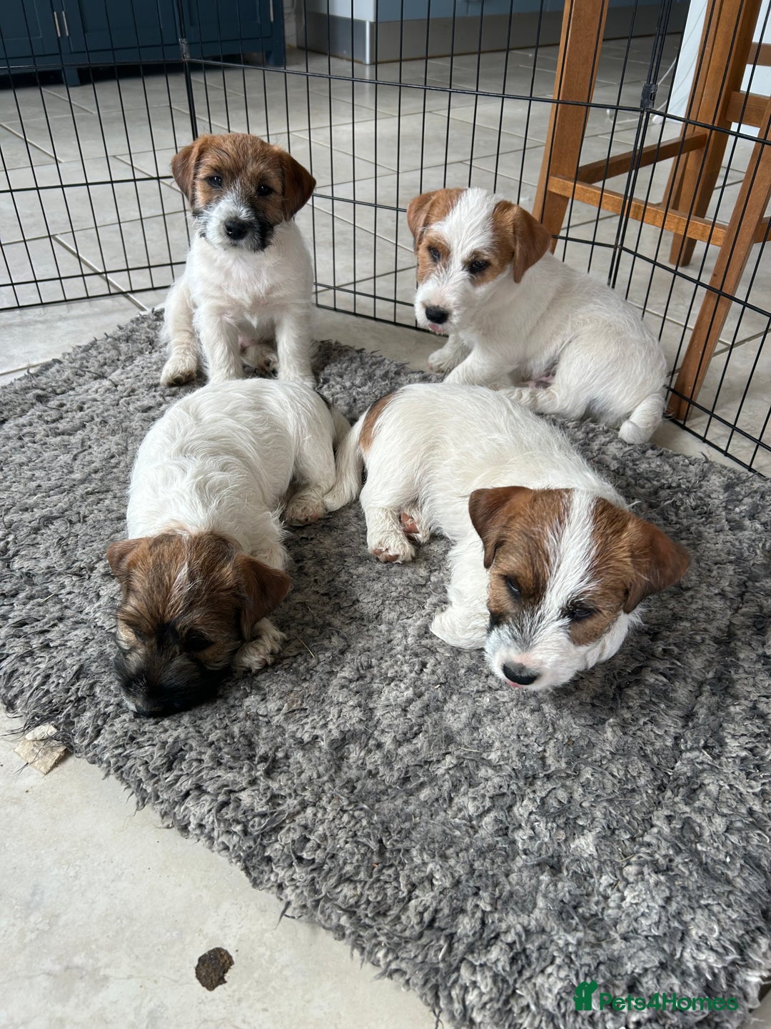Jack Russell dogs for sale: 3 Beautiful Jack Russel Puppies  - Image 1