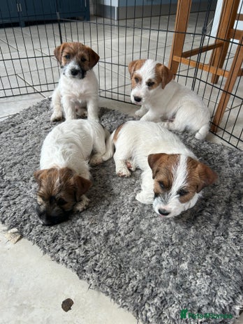 Jack Russell dogs - Advert 1