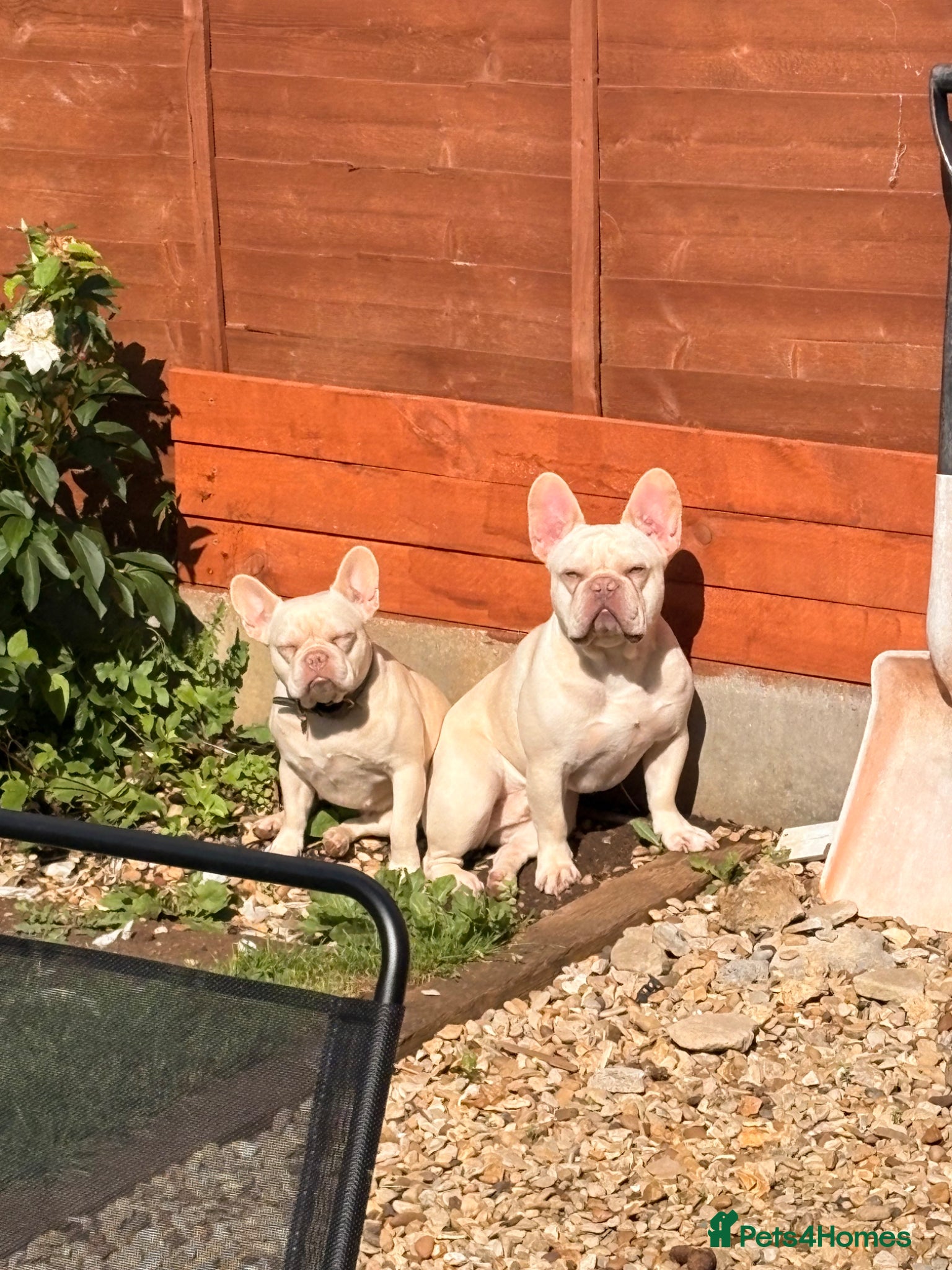 French Bulldog dogs Brother and sister  - Advert 1