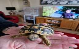 Hermann Tortoise reptiles for sale: Female Herman's Tortoise - Image 3