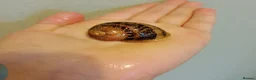 Snails invertebrates for sale: Fantastic snail babies  - Advert 6