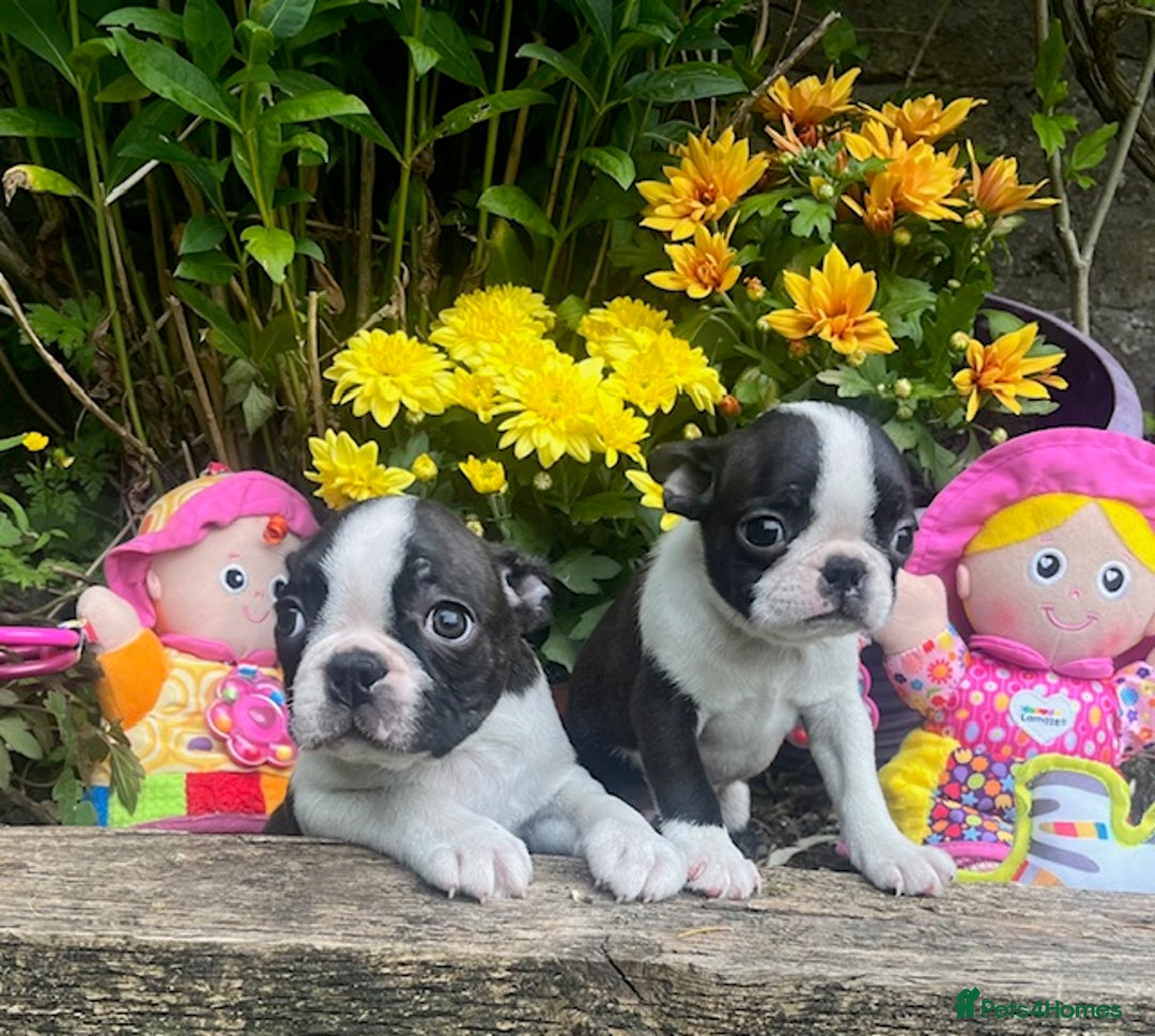 Boston Terrier dogs for sale: BOSTON TERRIER PUPS in Moffat - Image 2