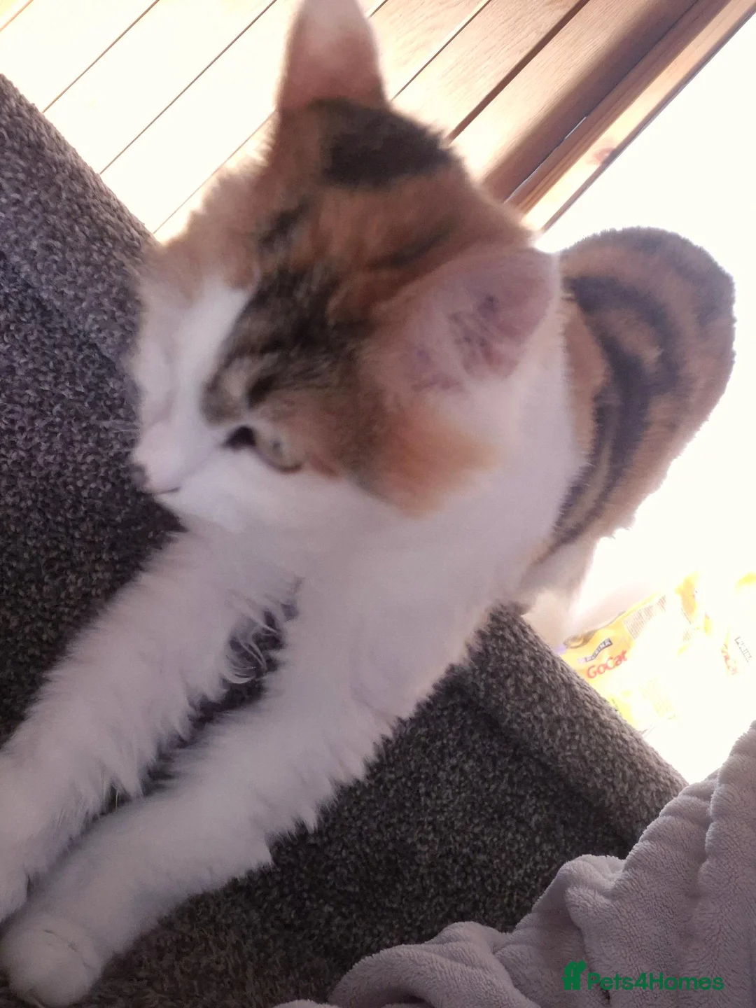 Mixed Breed cats for sale: 3 year old female cat in need of rehoming - Advert 5