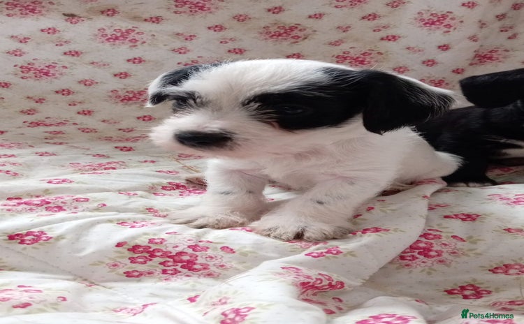 Jack Russell dogs - Advert 1