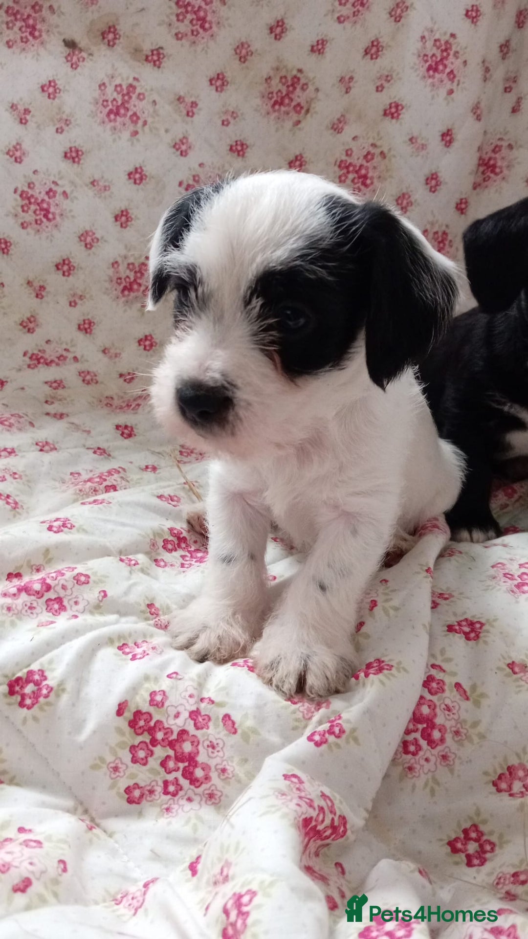 Jack Russell dogs for sale: Rough Coated Jack Russel Pups. - Image 1