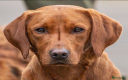 Labrador Retriever dogs for sale: Fully health tested Labrador puppies  - Image 6