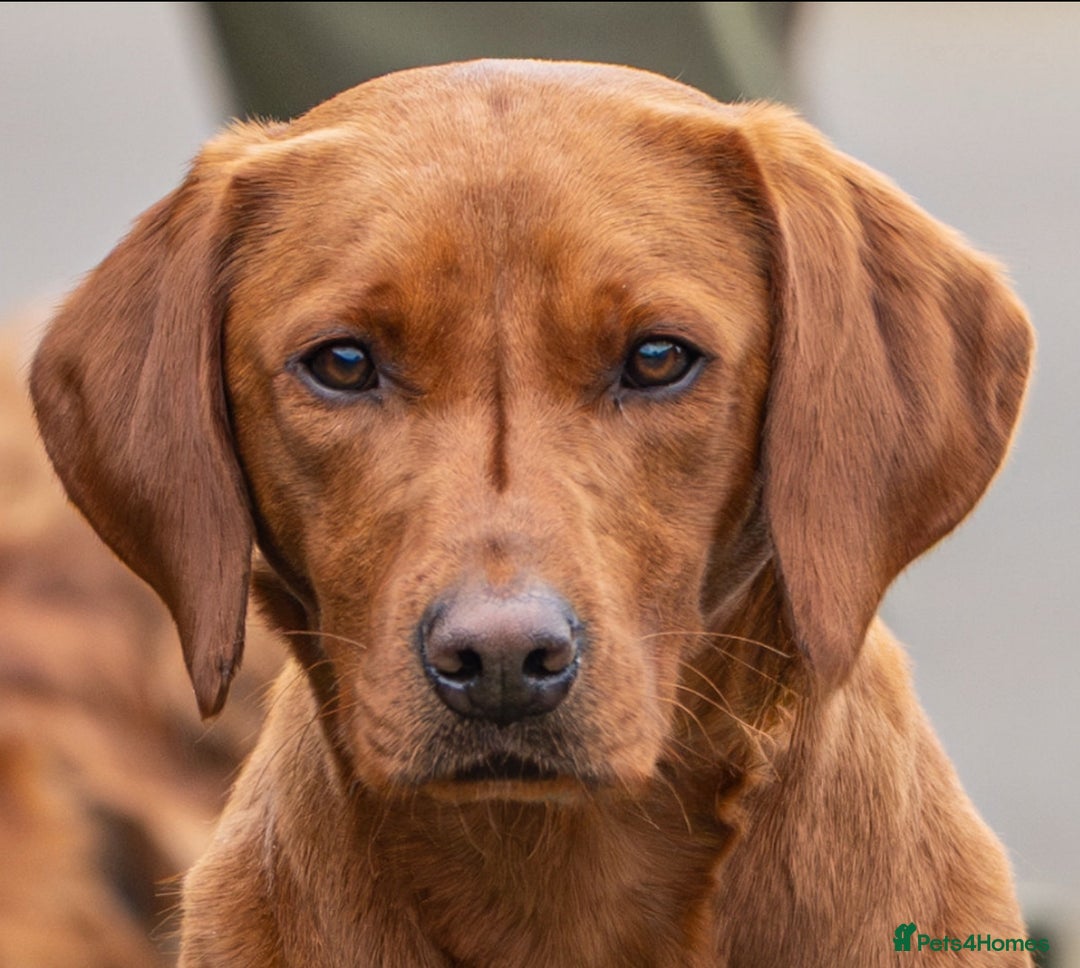 Labrador Retriever dogs for sale: Fully health tested Labrador puppies  - Image 6