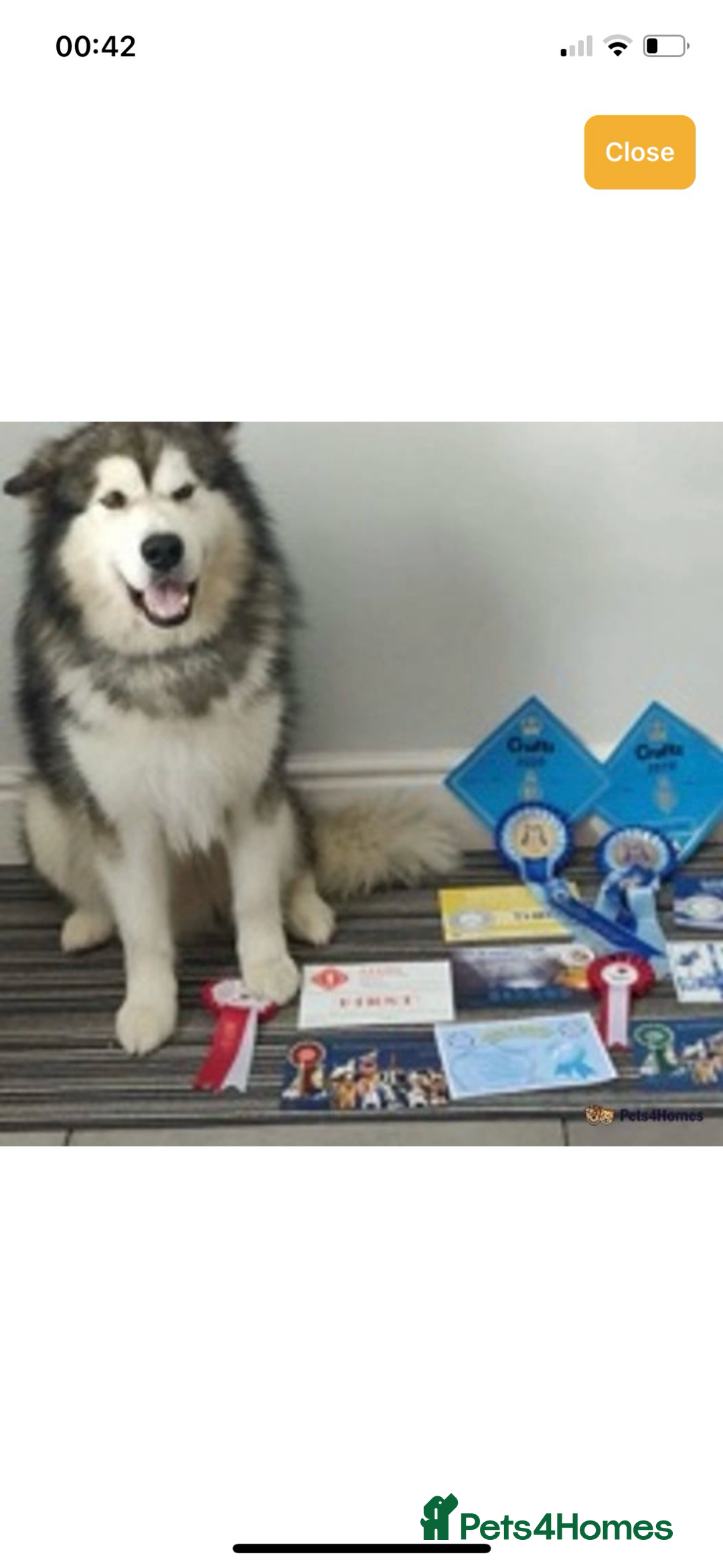 Alaskan Malamute dogs for sale: K.C registered Quality Alaskan Malamute puppies - Advert 6