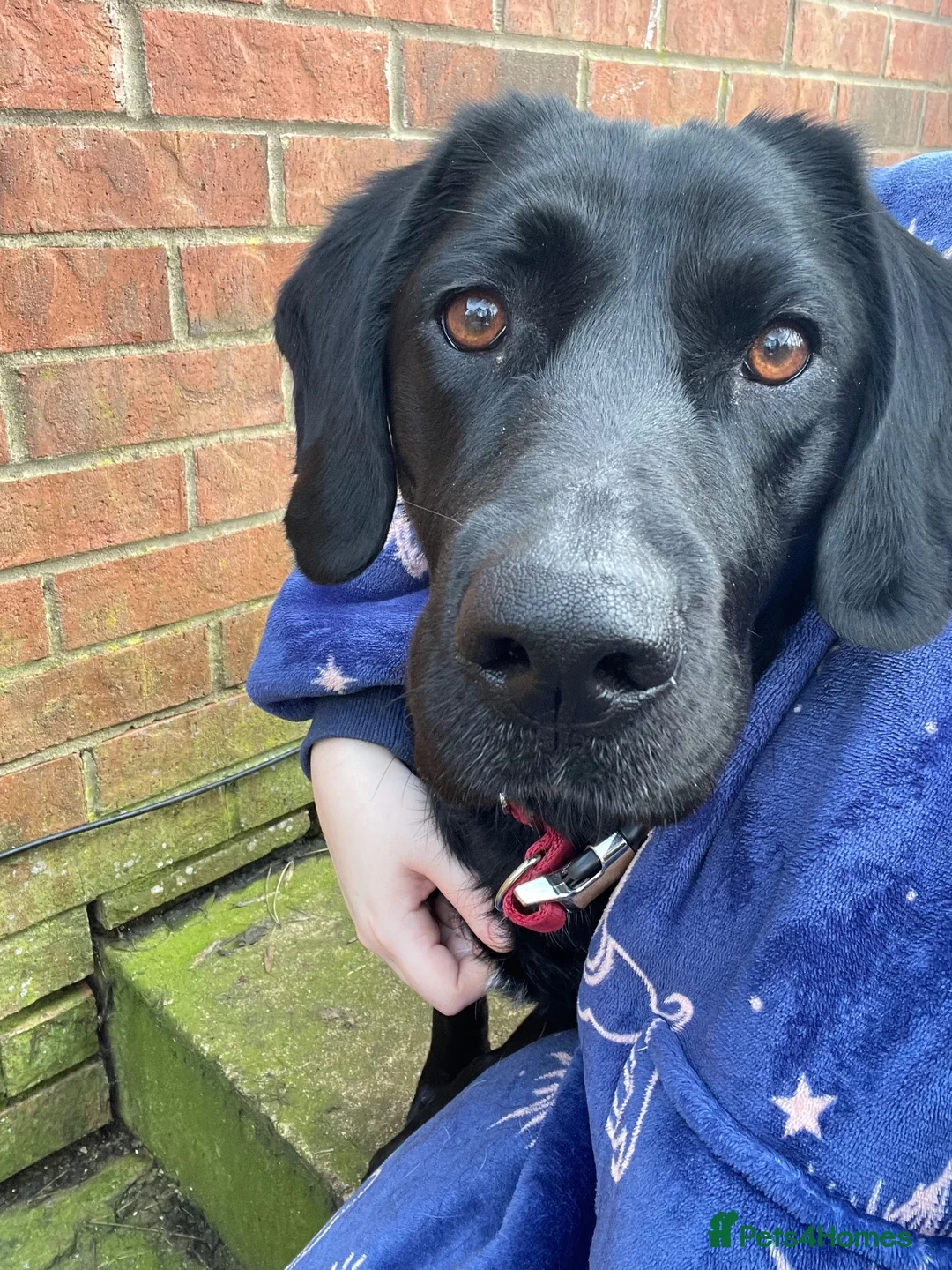 Mixed Breed dogs for sale: Pippa The Springador - Advert 1
