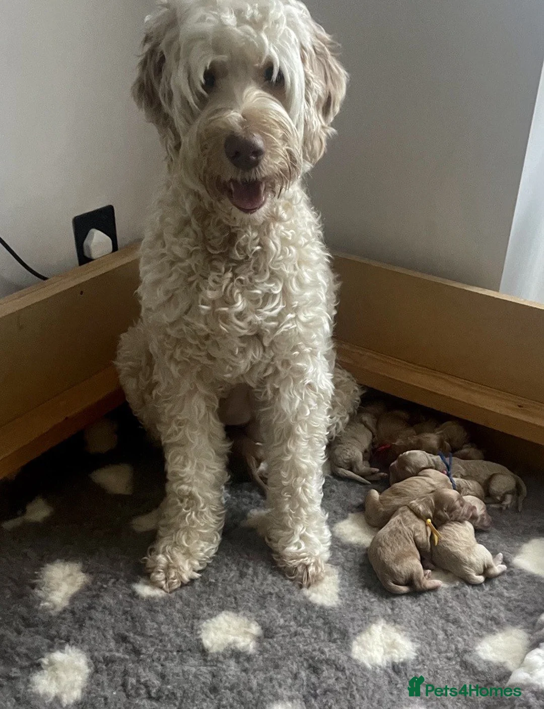 Double Doodle dogs for sale: Nell is expecting Double Doodles  - Advert 2