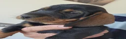 Dachshund dogs for sale: Working teckel pups.  - Advert 13