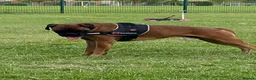 Boxer dogs for sale: Stunning Boxer puppies - Advert 8