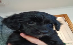 Cockapoo dogs for sale: Cockapoo puppies  - Image 5