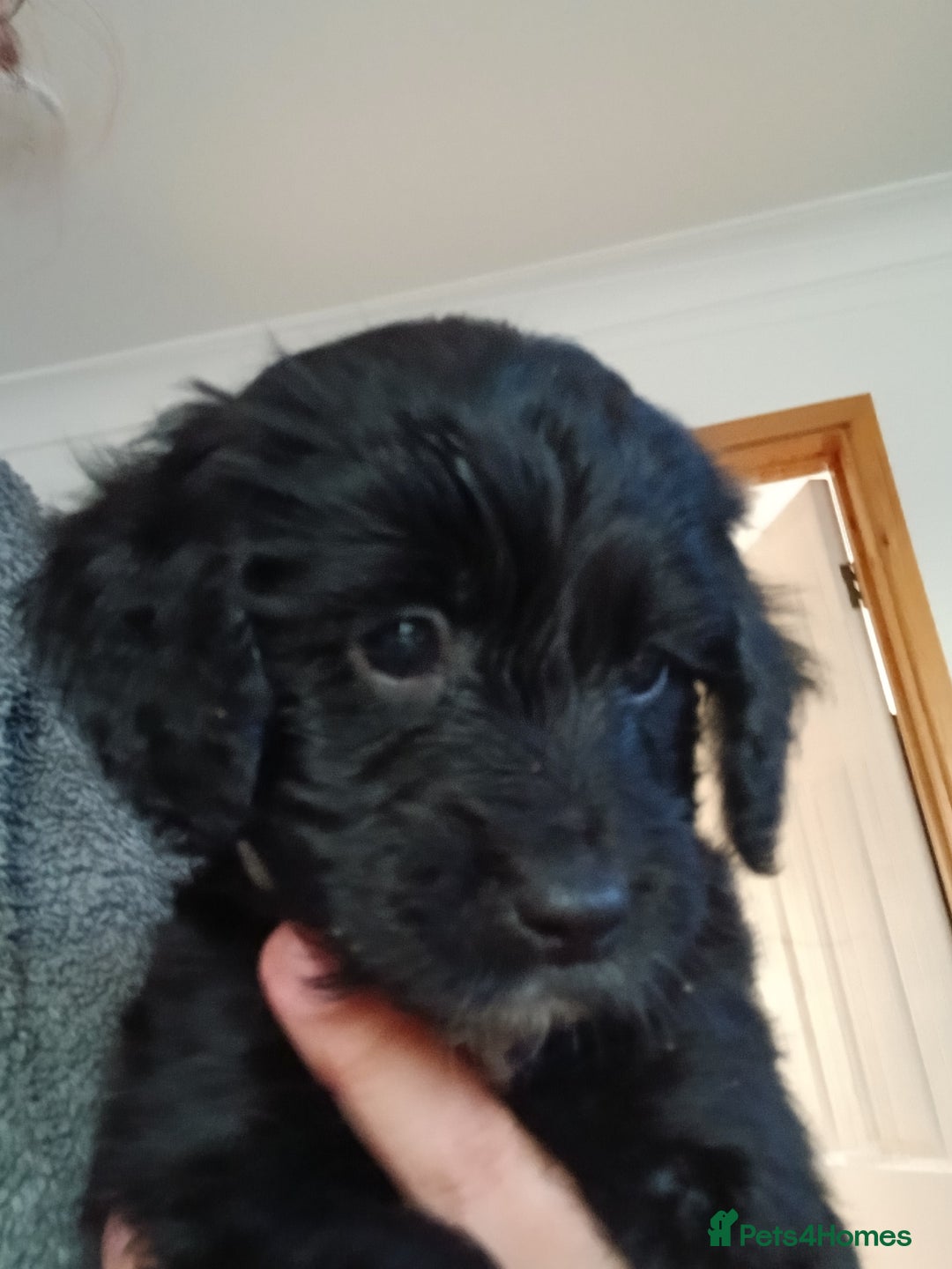 Cockapoo dogs for sale: Cockapoo puppies  - Image 5
