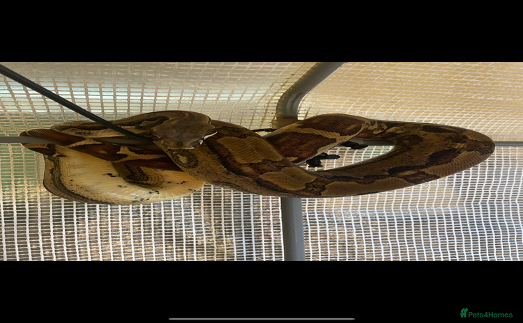 Boa Snake reptiles Dakota, 6ft female boa constrictor - Advert 3