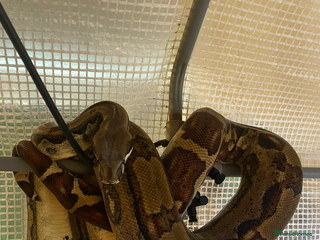 Boa Snake reptiles Dakota, 6ft female boa constrictor - Advert 3