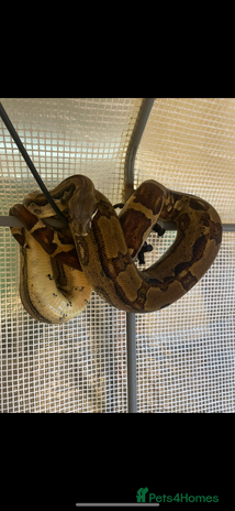 Boa Snake reptiles Dakota, 6ft female boa constrictor - Advert 1