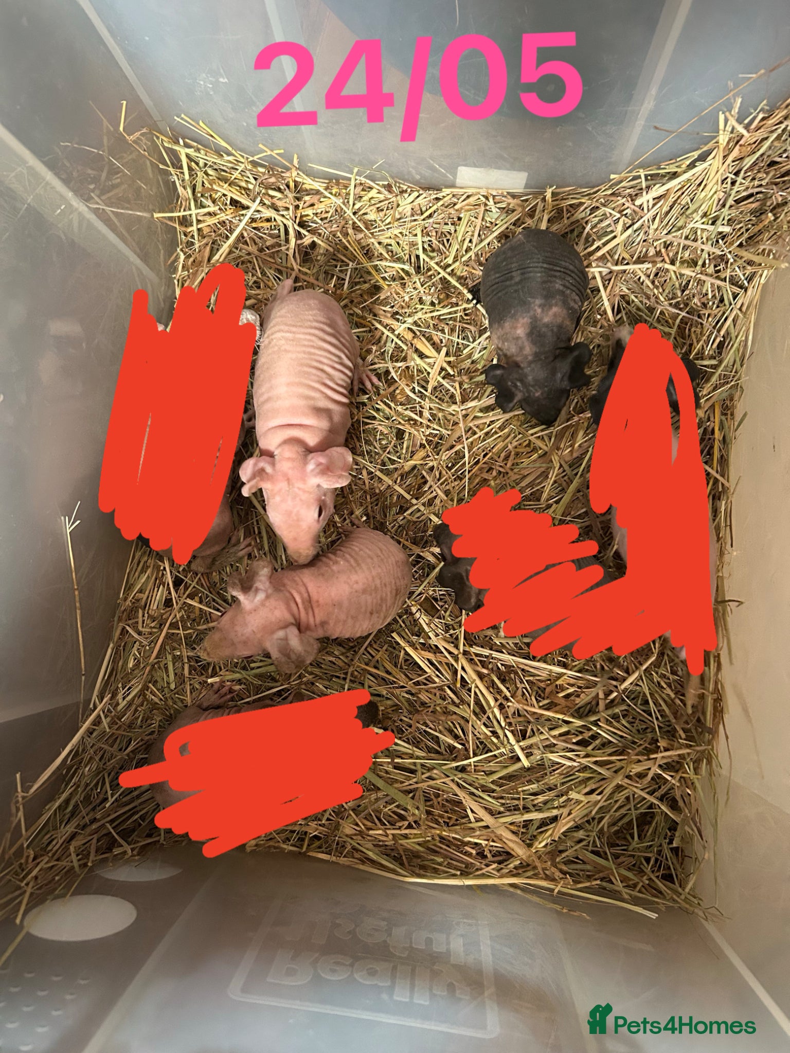 Guinea Pig rodents Skinny Pig Sows.  - Advert 5