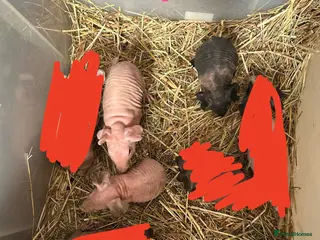 Guinea Pig rodents Skinny Pig Sows. - Advert 5