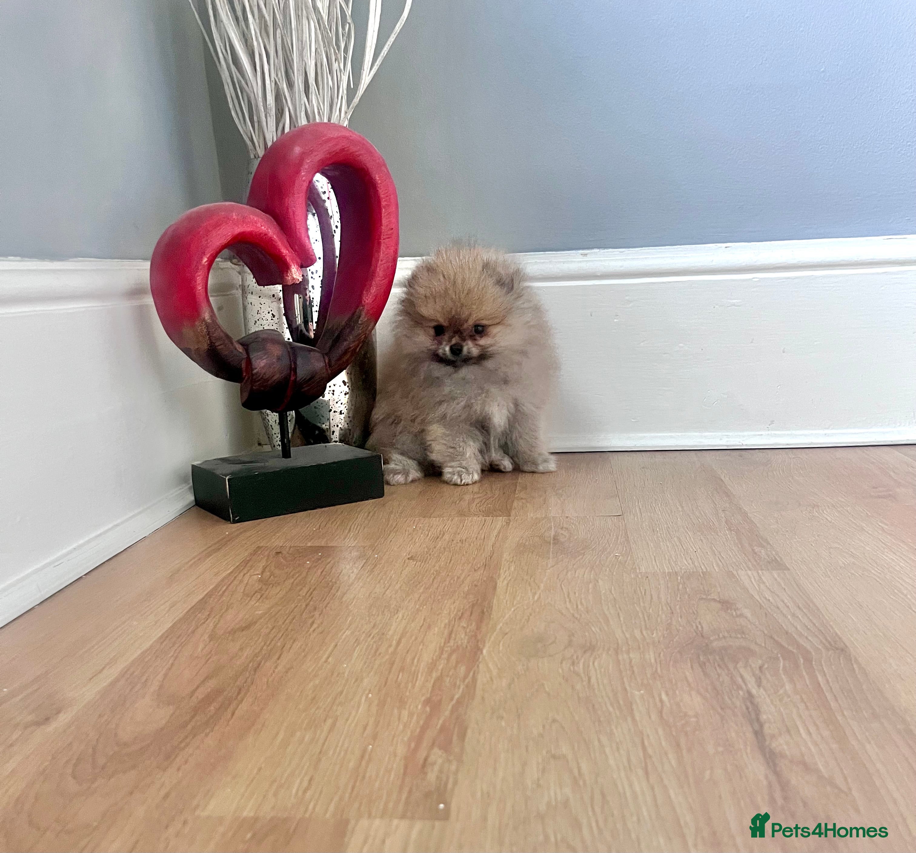 Pomeranian dogs Top Quality 🏆Championship 🧸Teddy Bear - Advert 2