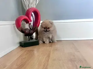 Pomeranian dogs Top Quality 🏆Championship 🧸Teddy Bear - Advert 4