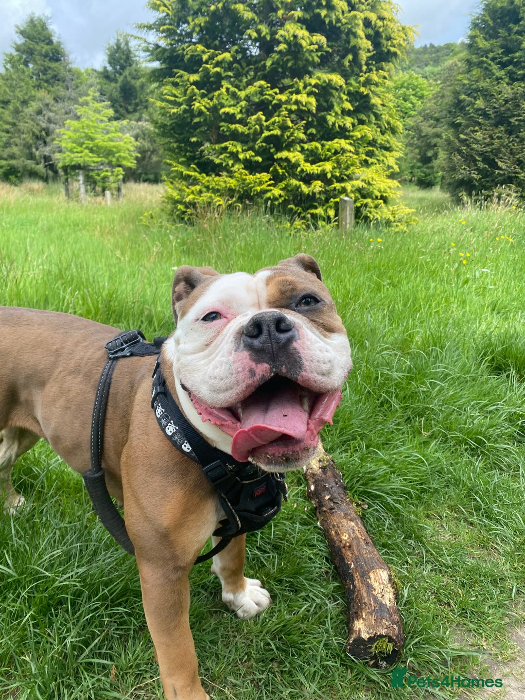 Olde English Bulldogge dogs for sale: Boo the bulldog - Image 4
