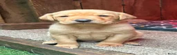Labrador Retriever dogs for sale: KC registered Red Labrador puppies in Middlewich - Advert 2